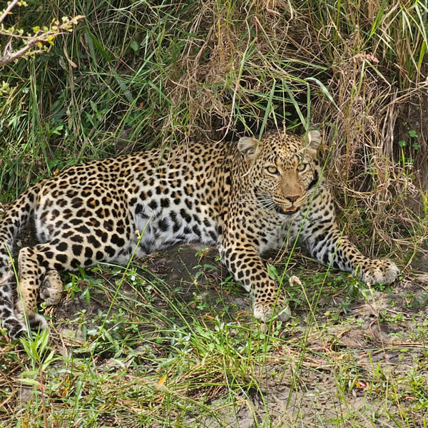 Bird Watching Safaris