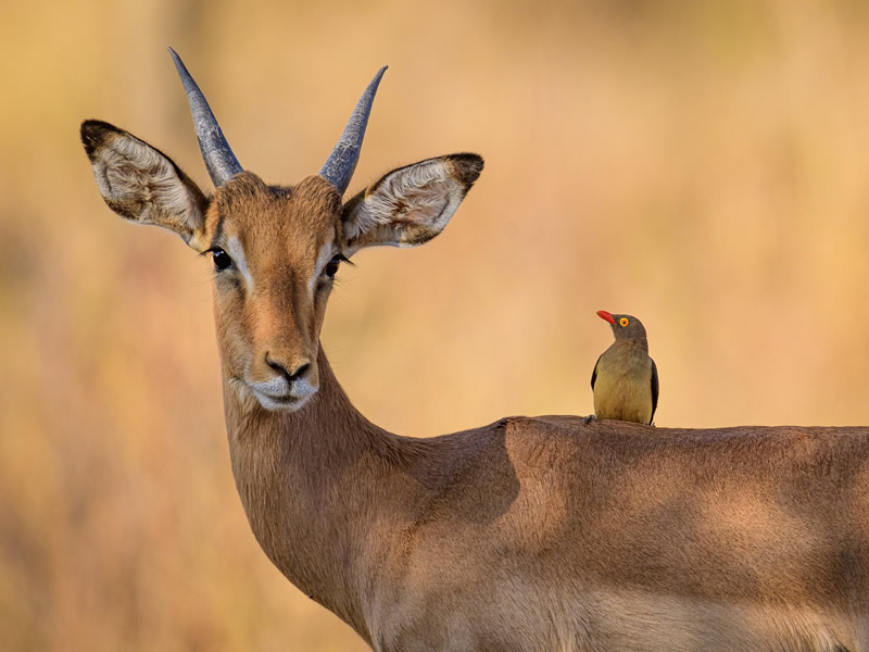 Amboseli National Park 3 Days safaris