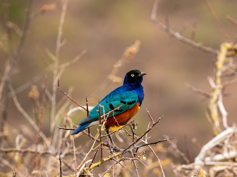 Samburu National Reserve