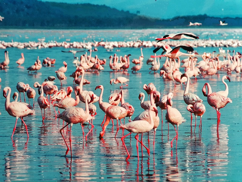 Lake Nakuru National Park