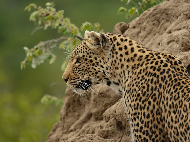 Tsavo East National Park