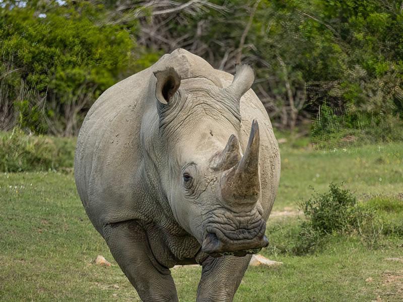 Ol Pejeta and Nanyuki