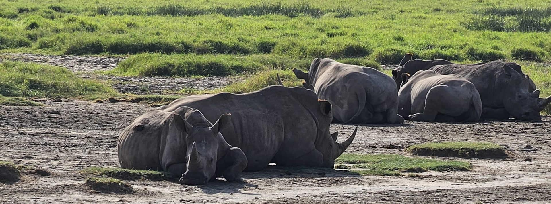 Slider 10: Rhinos (N...