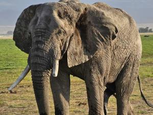 One of the Big Five ...