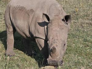 Closeup of a rhino a...
