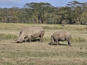 Rhinos at the Lake N...