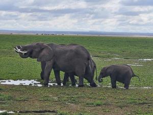 A mother elephant an...