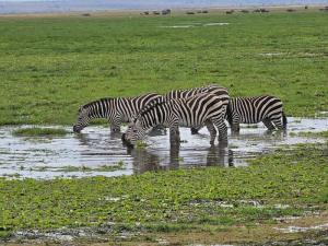 A group of zebras qu...