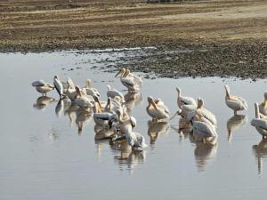 Pelicans lazing arou...