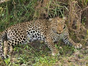 A leopard on our saf...