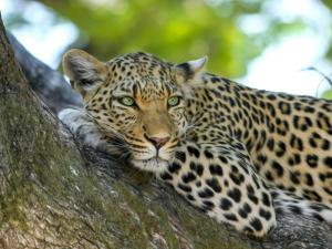A leopard on our saf...