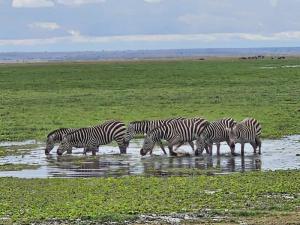 Zebras quenching the...