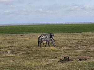 Zebras at the Ambose...