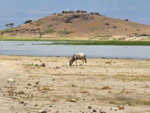 A lone wildbeest (Am...