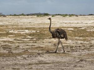 An ostrich (Amboseli...