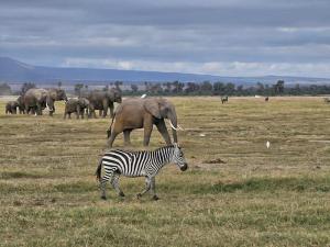 Zebras and elephants...