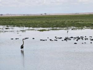 Herons and wild gees...