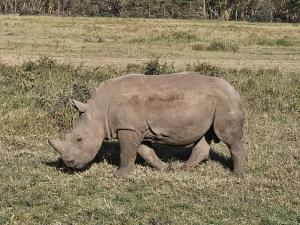 A rhino browsing at ...