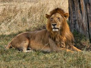 A lion having a rest...