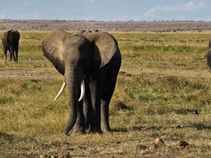 A majestic elephant ...
