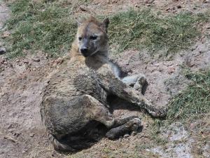 A hyena close-up at ...