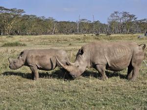 Another two rhinos b...