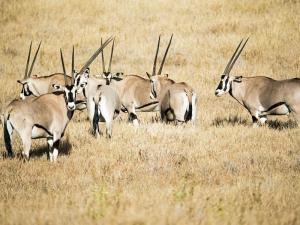 Beisa Oryx somewhere...