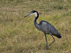 Heron strutting it o...