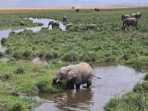 A young elephant hav...