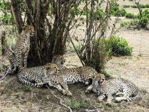 3 cheetahs sprawled ...