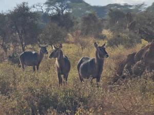 Lesser Kudus at the ...