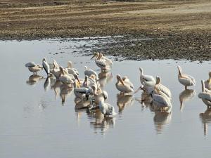 Flamingoes at the La...