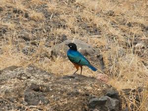 Bird watching at the...