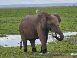 A young elephant que...
