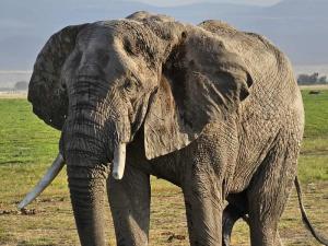 The majestic elephan...