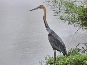 Heron reading to pou...