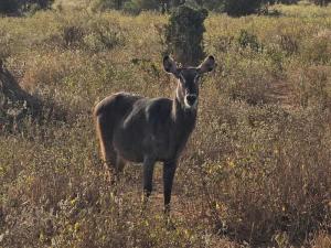 A Lesser Kudu wander...