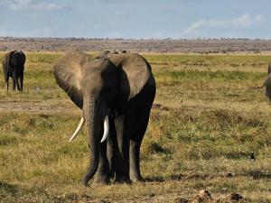 Amboseli National Pa...