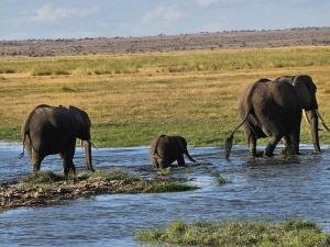Elephants at the Amb...