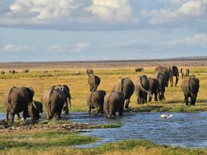 Watch this herd of e...