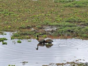 Wild geese at the La...