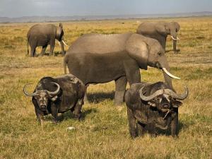 Elephants and buffal...