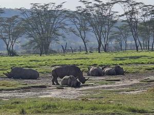 Rhinos at the Lake N...