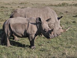 Rhinos at the Lake N...