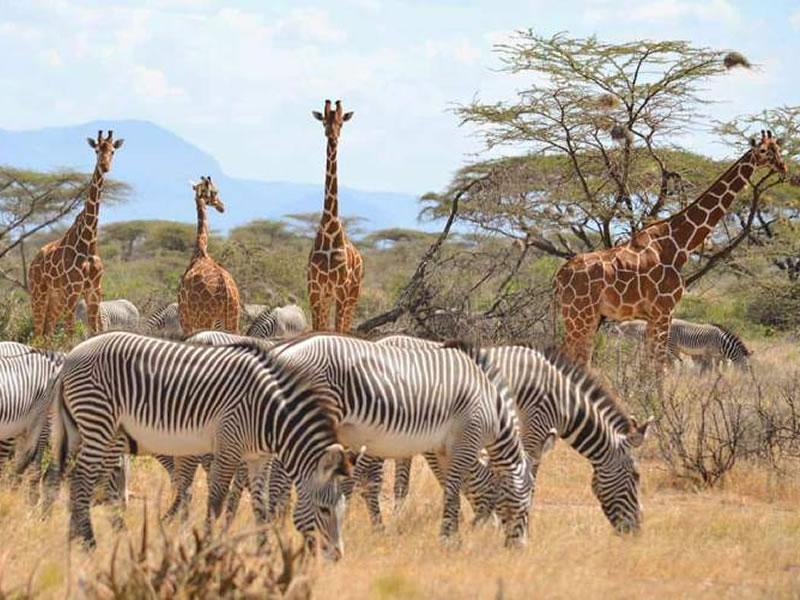 3 Days, 2 Nights Samburu National Reserve Safaris