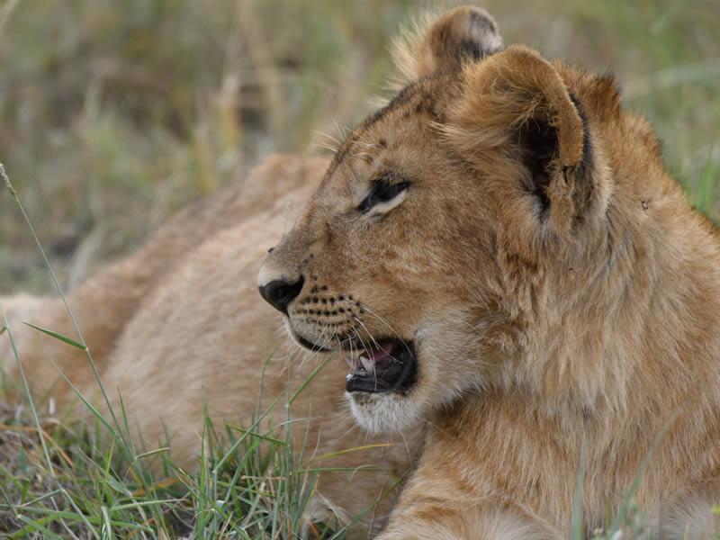3 Days, 2 Nights Masai Mara National Reserve