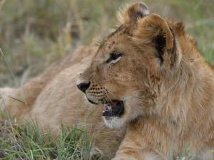 3 Days, 2 Nights Masai Mara National Reserve