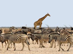 15 Days, 14 Nights Amboseli, Lake Naivasha, Hell's Gate, Lake Nakuru, Maasai Mara Package