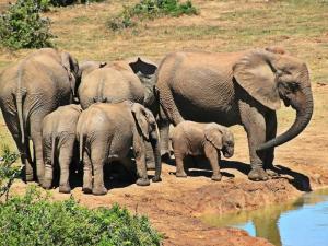8 Days, 7 Nights Amboseli, Lake Naivasha, Hell's Gate, Lake Nakuru, Maasai Mara Package