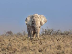 3 Days, 2 Nights Amboseli, Lake Naivasha, Hell's Gate, Lake Nakuru, Maasai Mara Package